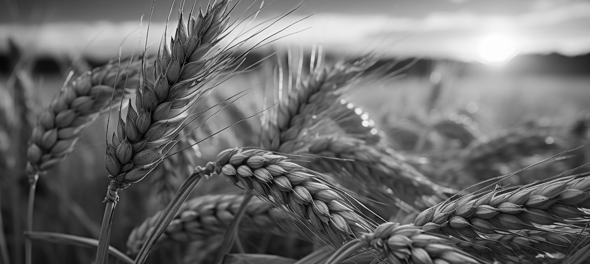 Agricultural background